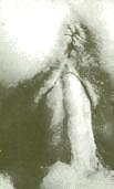 Sex Gallery KEY - Late 50ies Scandinavian Flyer