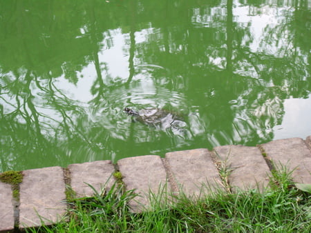 charity glen garden shoot         