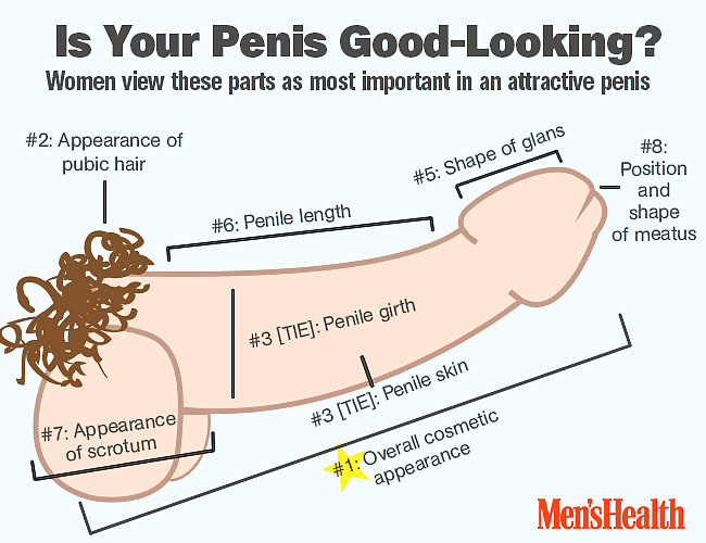 Know The Average Size Of Your Penis