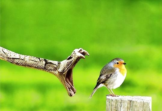 Sex Gallery Funny pic vol.2